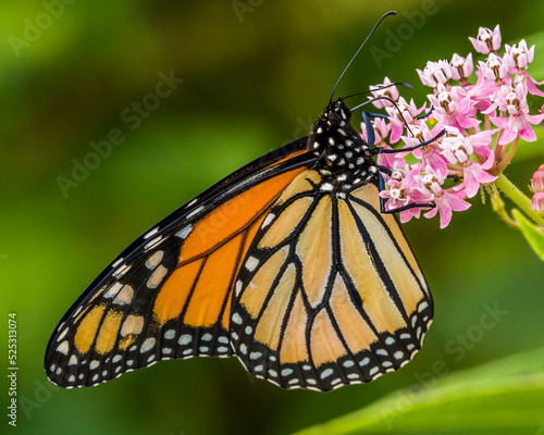 Monarch butterfly © William