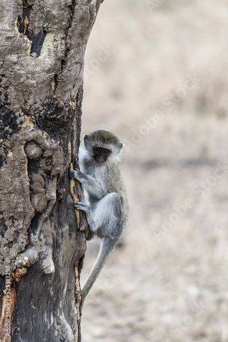 ein affe sitzt auf dem trockenen holz eines baumstammes. affe ist den baumstamm hoch geklettert. der affe blckt in die kamera. trockenes gras der savanne im hintergrund.