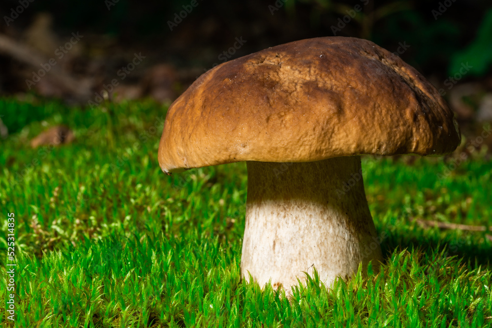 Beautiful boletus edulis mushroom in amazing green moss. Background of old magic forest mushrooms. White mushroom on a sunny day Beautiful boletus edulis mushroom in amazing green moss. Background of old magic forest mushrooms. White mushroom on a sunny day