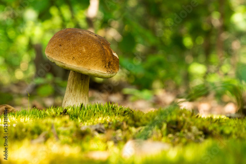 Bay Bolete (Boletus badius). A mushroom grows in the forest. Edible porous boletus mushroom. Boletus boletus in close-up sunlight. Natural wild forest mushrooms