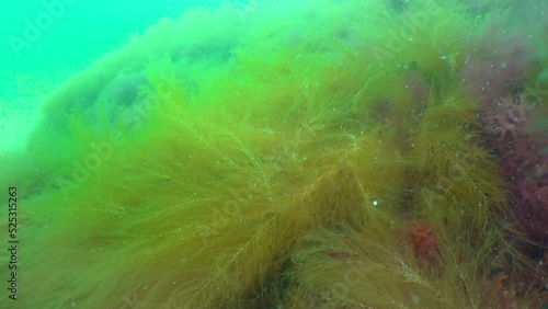 (Desmarestia viridis, Enteromorpha intestinalis, Ulva lactuca) sea ​​algae at the bottom in the Black sea photo