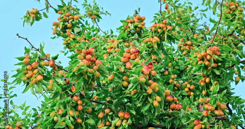 Sweet jujubes grow on jujube tree. Ripe date fruits in autumn season. 4K real time video. Sweet jujubes grow on jujube tree. Ripe date fruits in autumn season. 4K real time video.