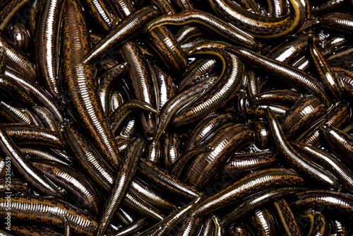 Canvastavla Medical leeches for hirudotherapy on leech farm or laboratory