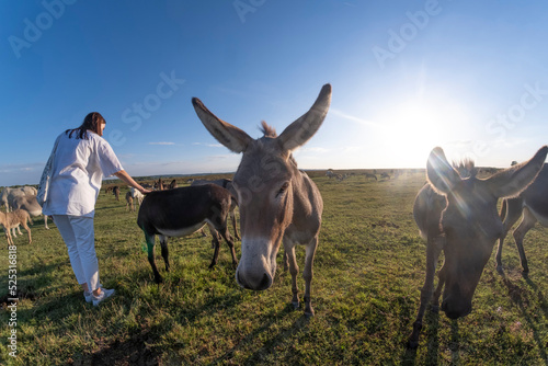 Young girl in a pasture with a herd of wild donkeys