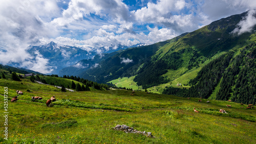 Landschaft in den Zillertaler Alpen, Tirol, Österreich im Sommer - Kühe weiden auf der Alm