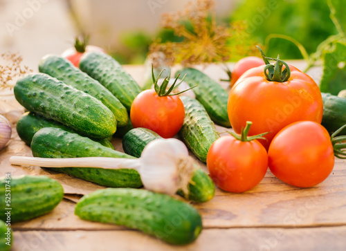 Fresh vegetables on a wooden background. Cucumbers  tomatoes  garlic  dill. Contoured sunlight. Organic farm. Organic vegetables. Summer harvest.