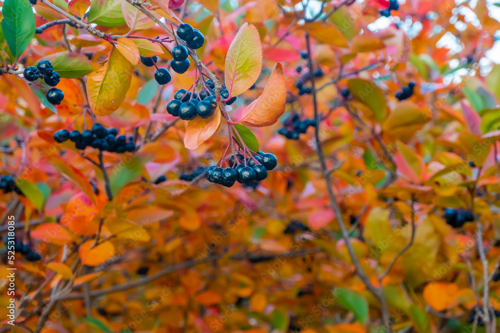 bright autumn background leaves and fruits of chokeberry Bush bright autumn background leaves and fruits of chokeberry Bush