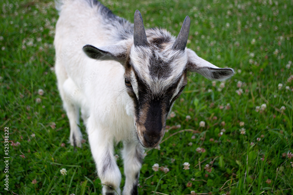 A front view of little goat with horns on a green pasture with flowers A front view of little goat with horns on a green pasture with flowers