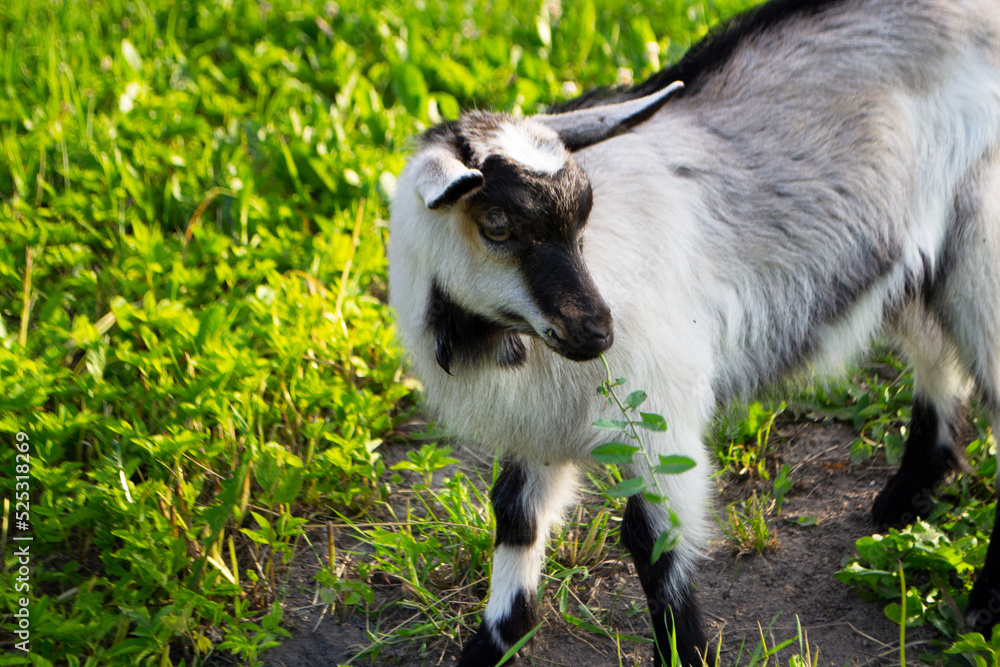 A little goat chews grass on a green field