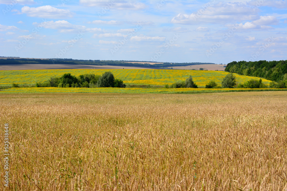 wheat and sunflower fields with forest line and blue sky in sunny day