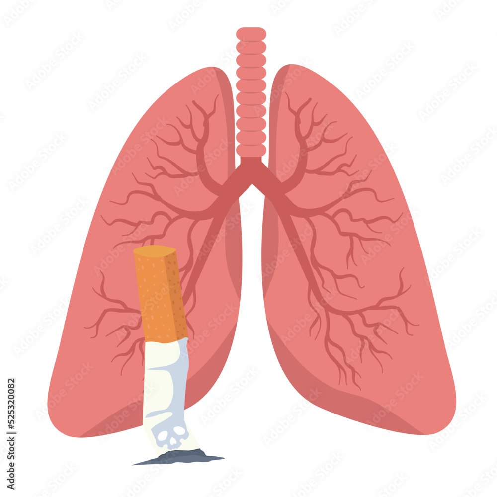 Cigarettes smoking with lungs vector Cigarettes smoking with lungs vector