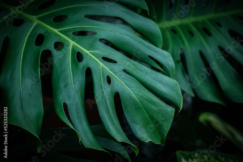 Monstera, Swiss Cheese Plant leaf background. home plant concept.