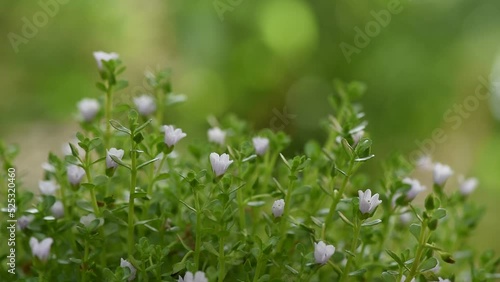 Indian pennywort or brahmi flowers on nature background. photo