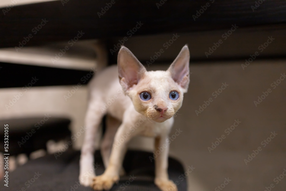 a small and cute kitten of the Devon Rex breed A is alert and looks ahead