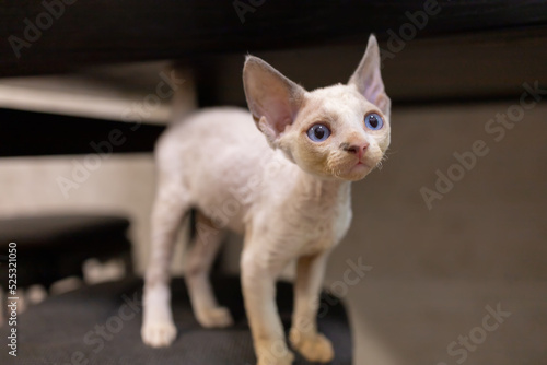 cool like to breed Devon Rex A looks to the side blue-eyed © Roman