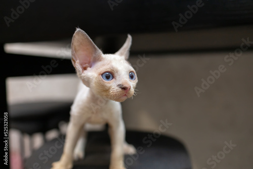 white Devon Rex kitten A looks to the side and pricked up