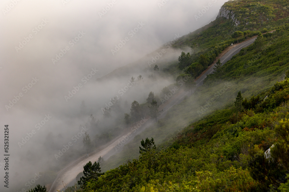 Fog in the forest.d