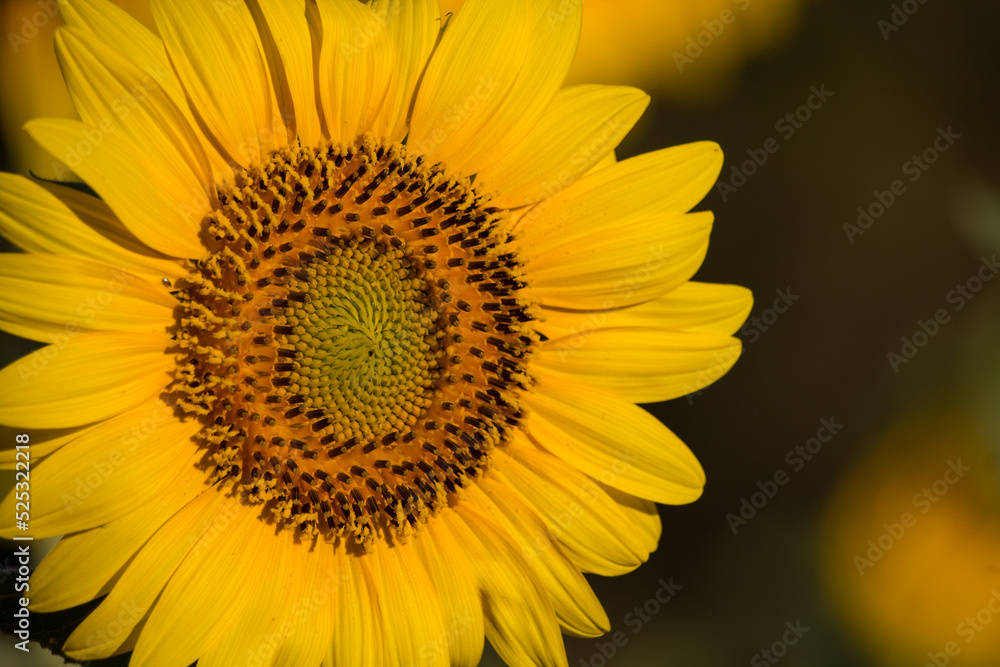 Girasol Girasol