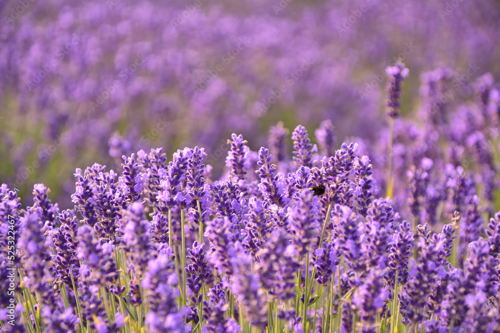 Obraz premium Lavender flowers field background.