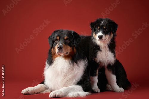 Two dogs together. Puppy and adult pet. Australian Shepherds, Aussies in the studio on a red background © annaav