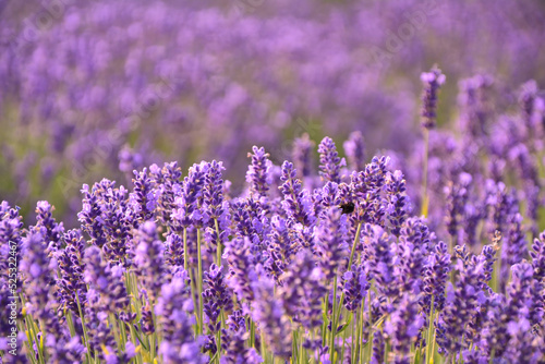 Lavender flowers field background.