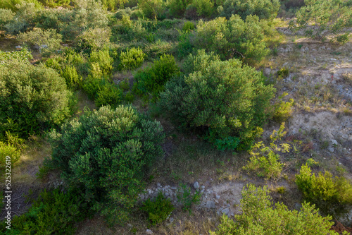 Green olive trees grow in rocky terrain. View from above.