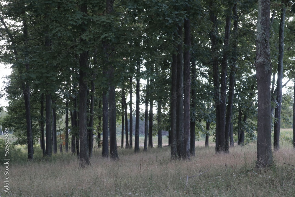 Fototapeta premium trees in the woods