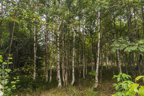 Bayersicher Wald Birken im Hochmoor