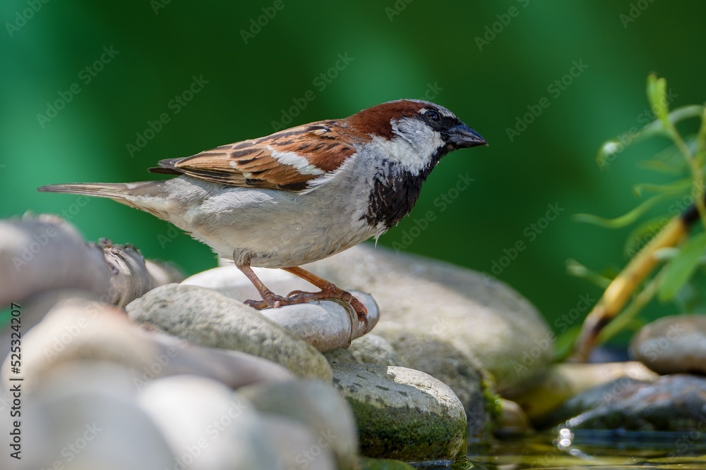 House sparrow, male standing on stones near bird water hole. Czechia. House sparrow, male standing on stones near bird water hole. Czechia.