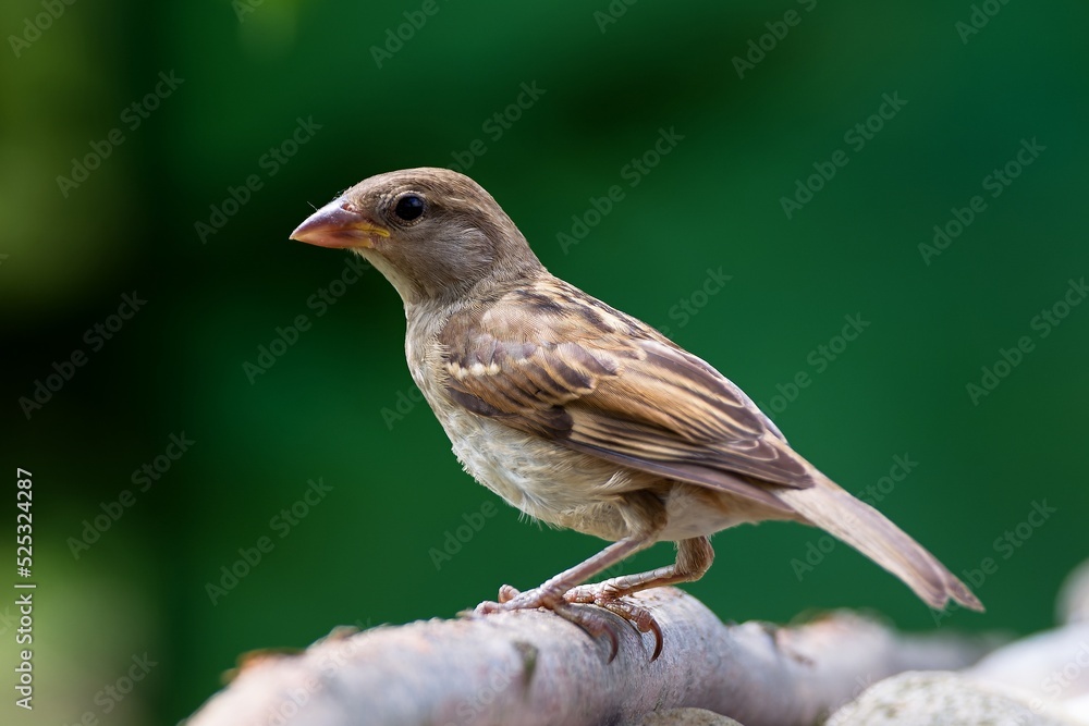 Juvenile house sparrow standing on a stick. Czechia. Juvenile house sparrow standing on a stick. Czechia.