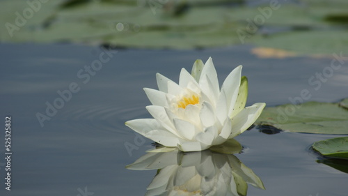 white water lily in pond