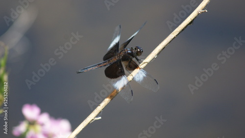 dragonfly on a branch