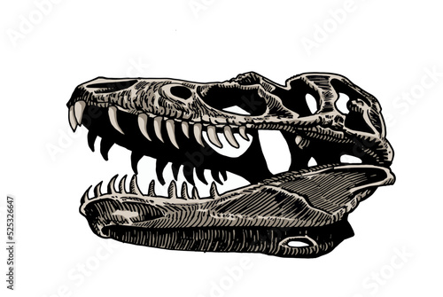 Graphical color skull of tyrannosaurus isolated on white, vector illustration, paleonthology photo