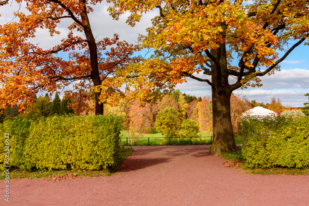 Naklejka premium Autumn foliage in Pavlovsky park, Pavlovsk, Saint Petersburg, Russia