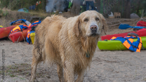 A dog stands in front of canoe boats. Active rest with domestic pets concept. Retriever at a kayaking river trip.