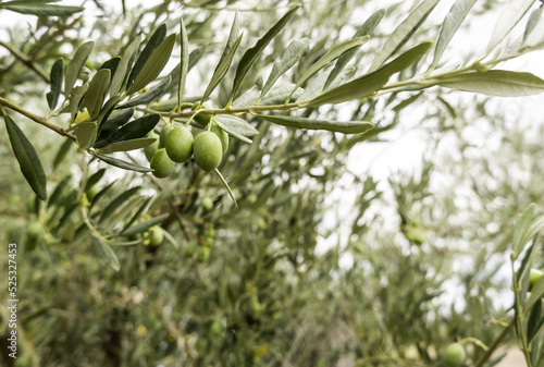 Olives in an olive tree