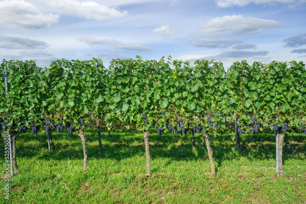 vineyard at Kaiserstuhl south Germany