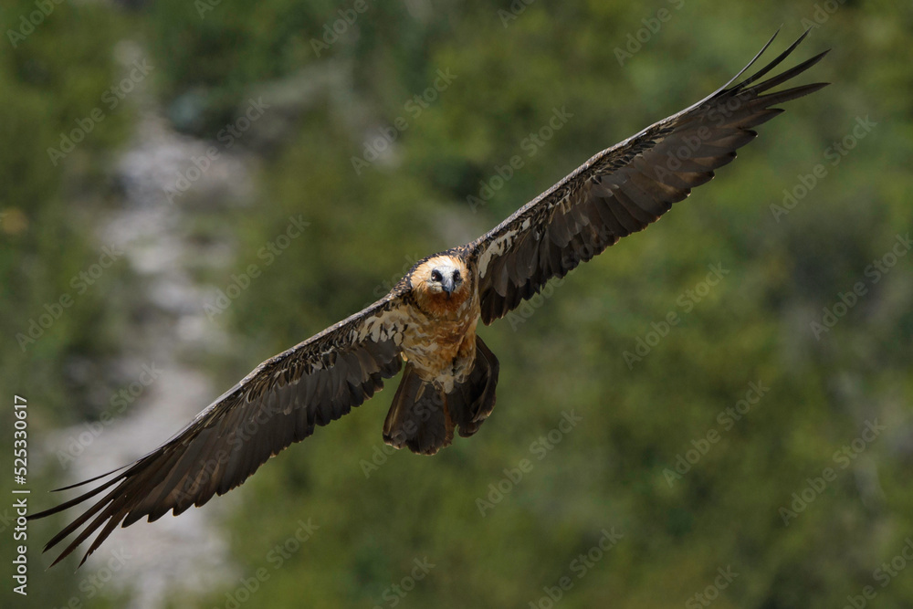 Fototapeta premium Subadult Gypaète barbu Gypaetus barbatus Lammergeier Bearded vulture in flight from below, natural mountain rocky background 