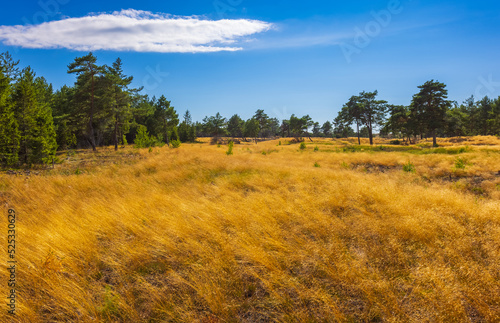 The desertic landscape of the Curonian Spit, Lithuania