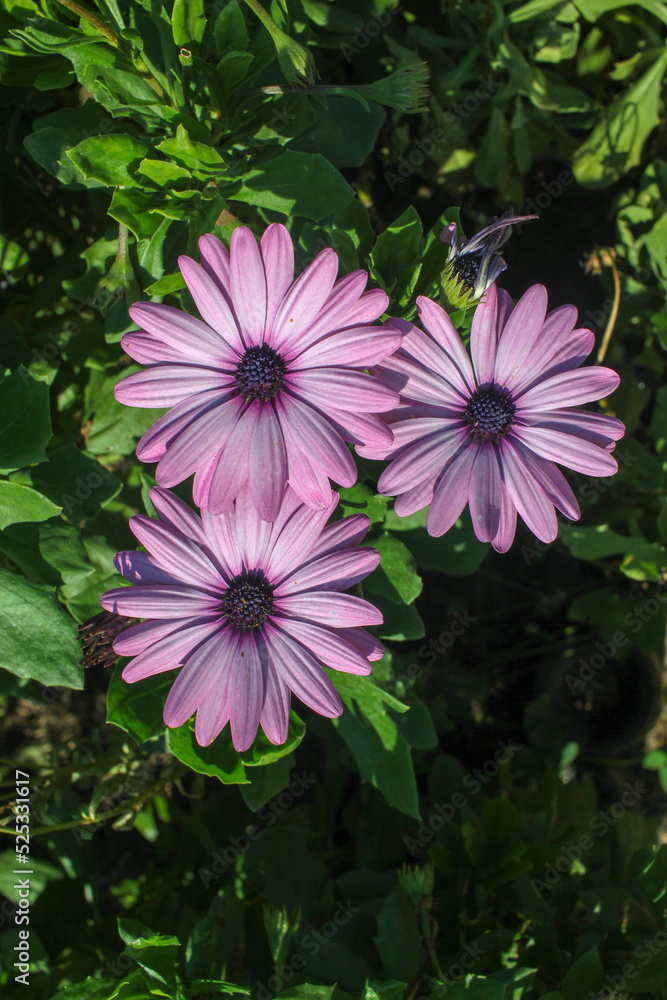 three flowers in my garden three flowers in my garden