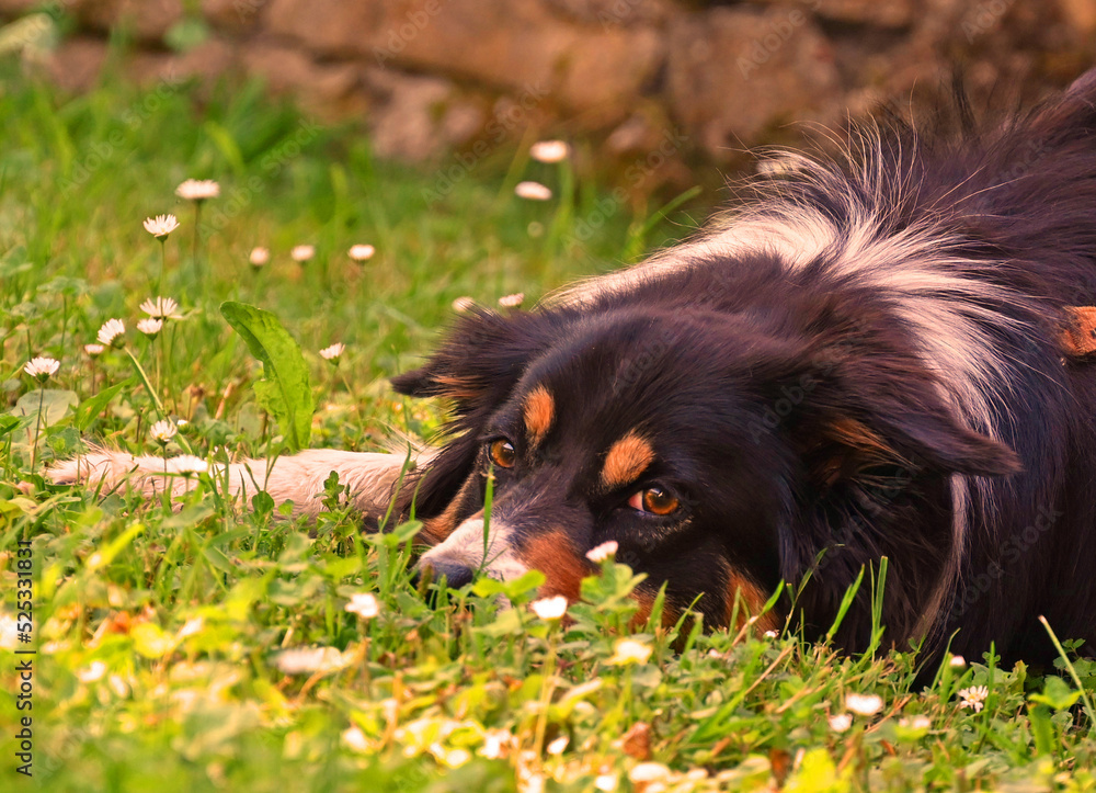 Obraz premium border collie chilling in summer