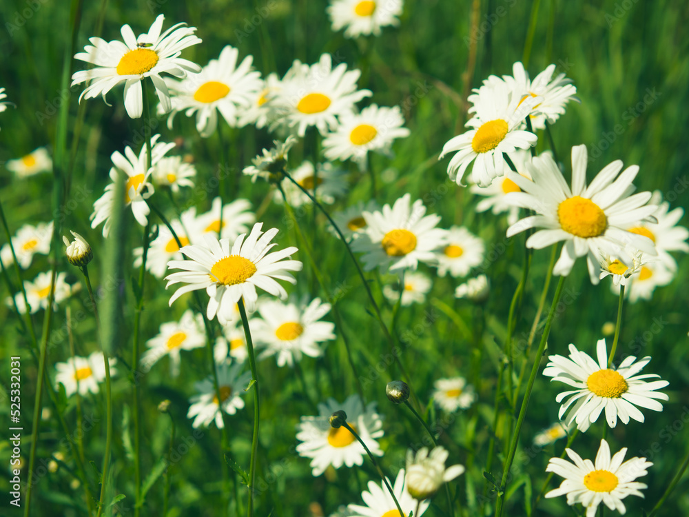 White bright chamomile flowers against the background of a summer landscape. Wildflowers outdoors closeup
