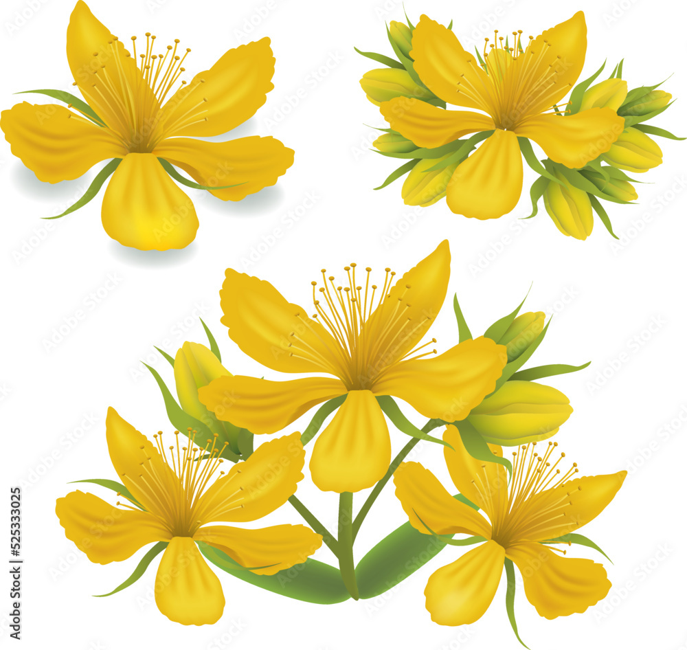 Fototapeta premium group of illustrations St. John's Wort flowers