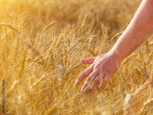 female hand touching spikelets of yellow ripe wheat on a sunny day. harvest season