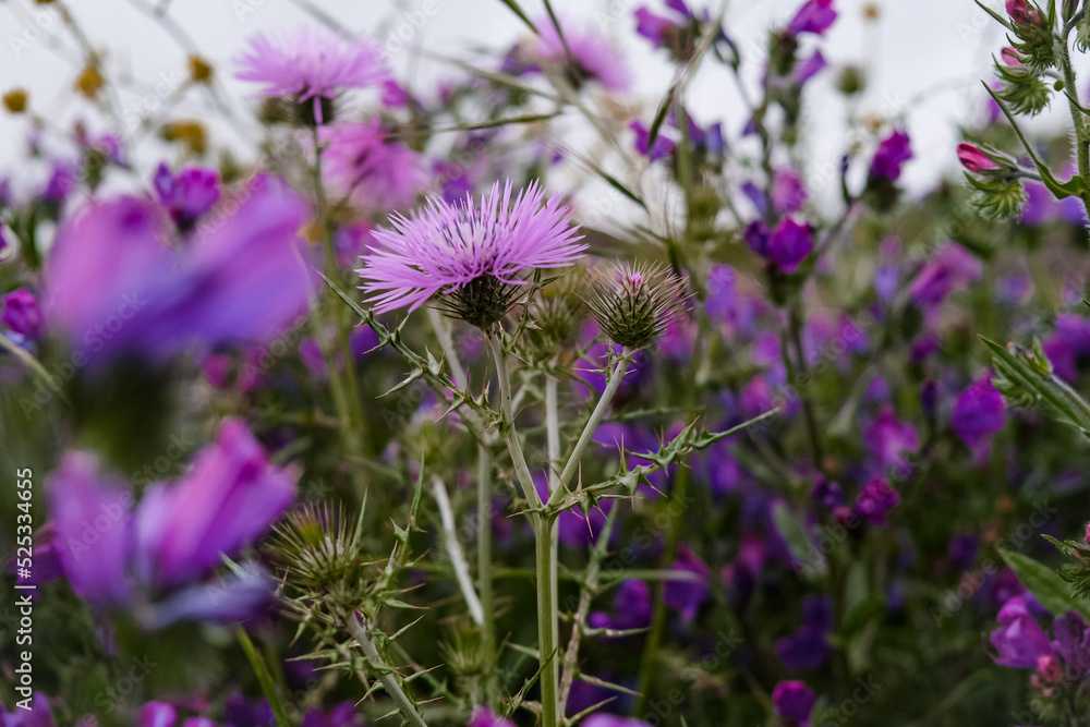 Obraz premium flowers in the field