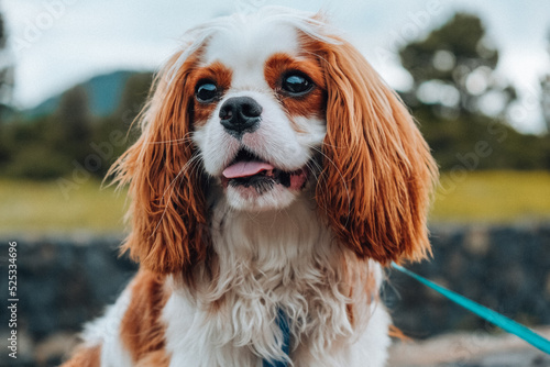 Obraz na płótnie cavalier king charles spaniel