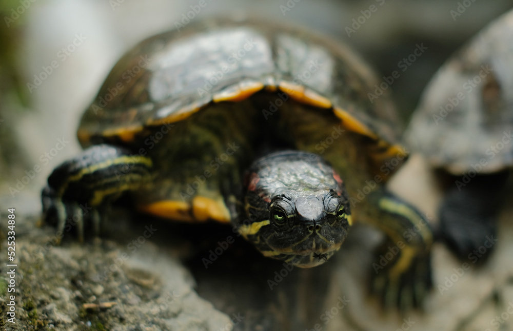 Obraz premium Brazilian Turtle - Close up detail of brazilian turtle from the front