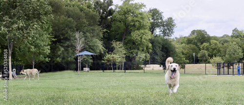 Happy dog at dog park