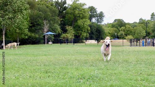 Fototapeta Naklejka Na Ścianę i Meble -  Dog running at dog park