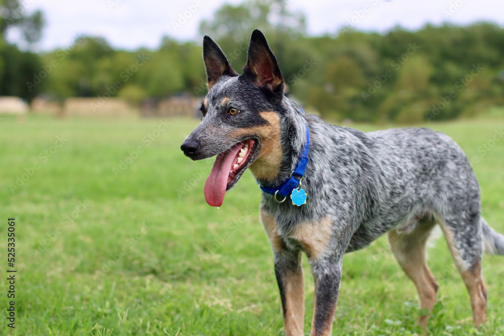 Portrait of a Texas Cattle Dog Portrait of a Texas Cattle Dog